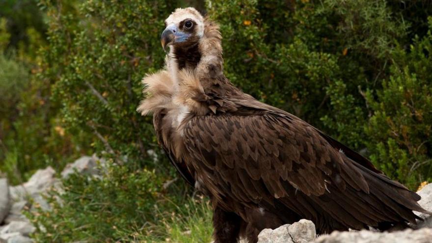 La reintroducció del voltor negre a l’Empordà genera l’enuig de pagesos