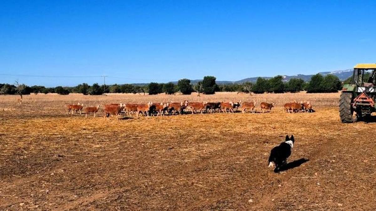 Una imagen de la finca de Son Herevet.