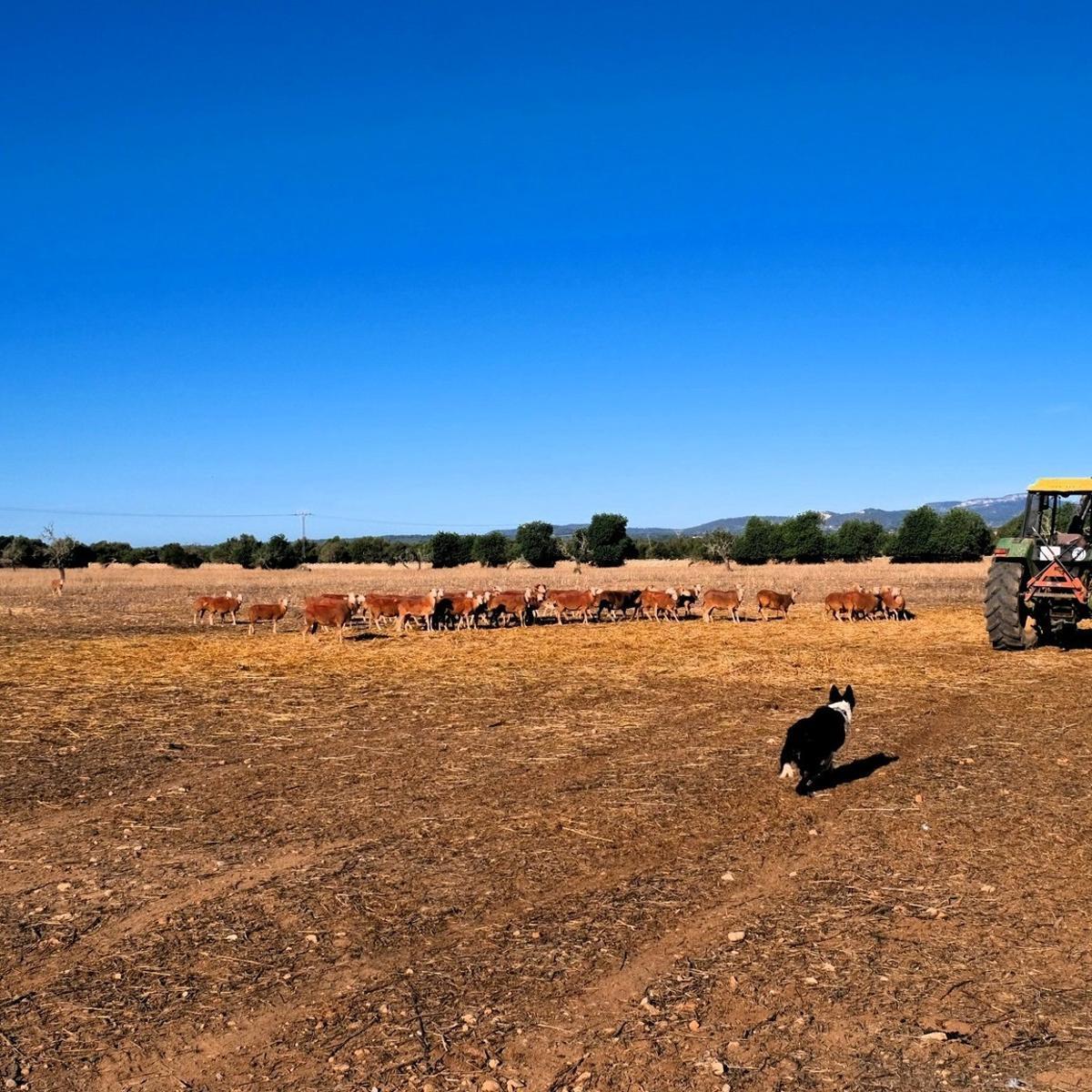 Una imagen de la finca de Son Herevet.