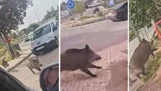 Málaga refuerza la vigilancia ante la posible llegada de jabalíes a zonas urbanas