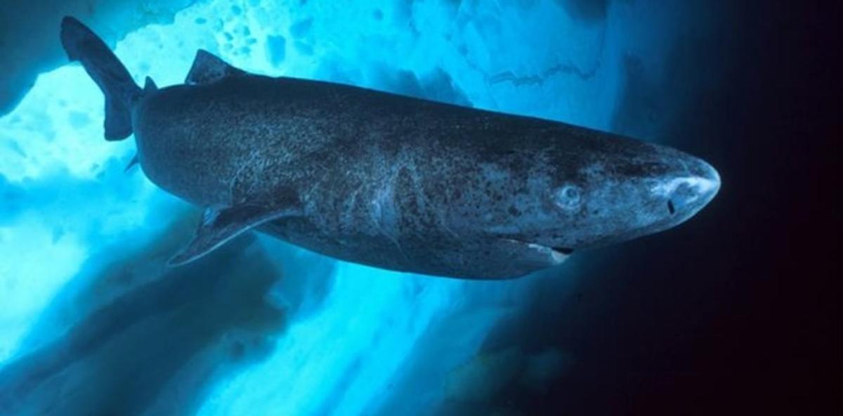 Ejemplar de tiburón de Groenlandia.