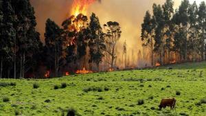 Incendio forestal en Asturias, en una imagen de archivo.
