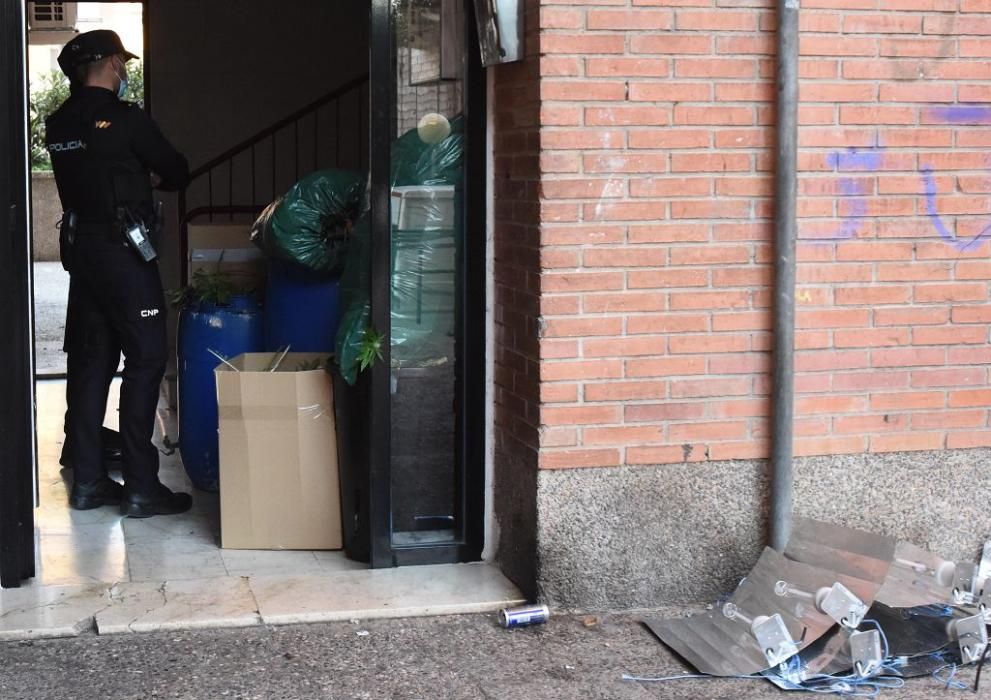 Hallan 300 plantas de marihuana en una casa del barrio del Infante de Murcia