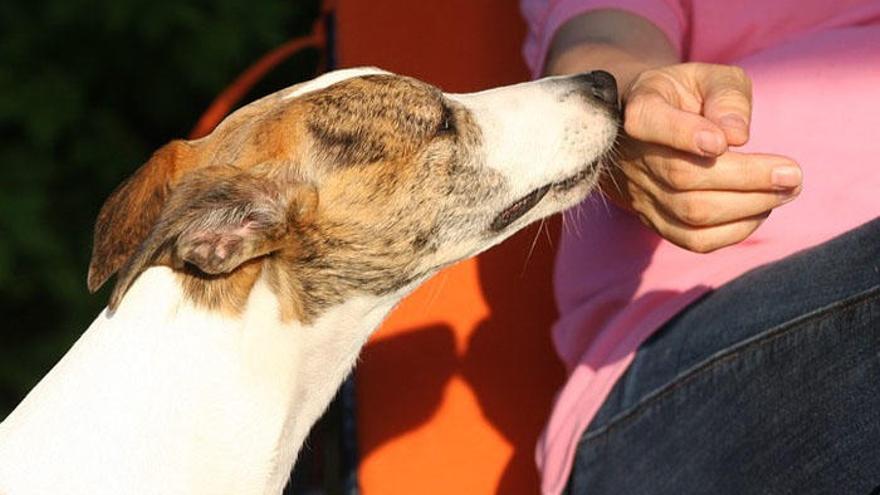 Cuando los derechos básicos de los animales no son respetados, esto influye directamente también en los humanosque comparten su vida 
con alguno de ellos.