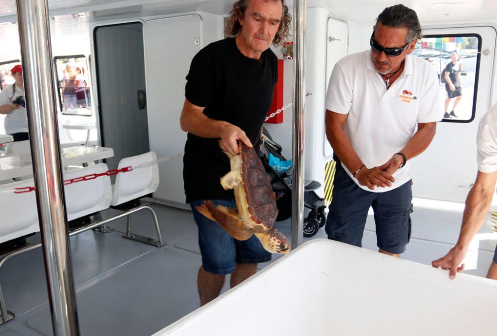 Comúnmente conocida como tortuga boba, este ejemplar se encontraba en el Centro de Recuperación de Especies Marinas Amenazadas (C.R.E.M.A) desde agosto del año pasado.