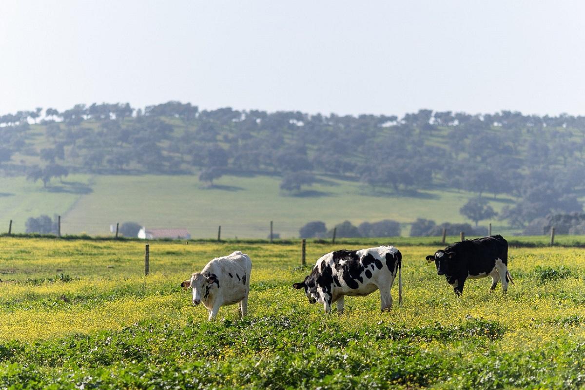Mercadona compró más de 268 millones de litros de leche procedentes de ganaderos de la región el año pasado.