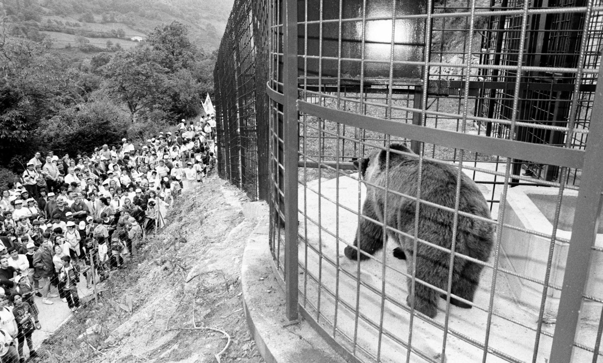 EN IMÁGENES: Así fue la vida de la osa "Paca" en el cercado de los Valles del Trubia