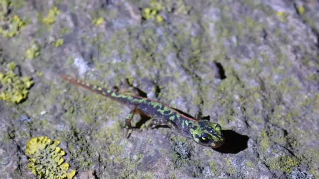 Vídeo: El cap de Creus recupera les vuit espècies d'amfibis documentades al parc gràcies a les pluges d'aquesta primavera
