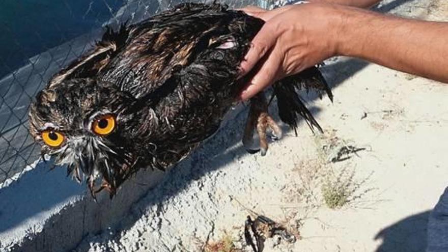 Rescatan un búho real que había caído en una balsa de riego en Escalona
