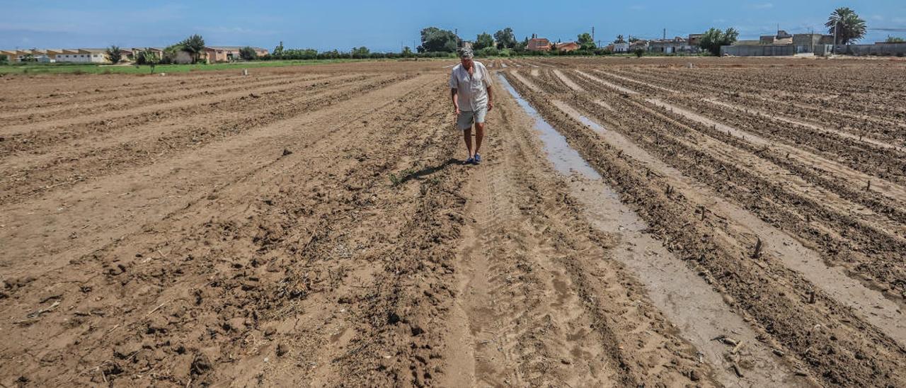 Un agricultor de Almoradí camina entre los campos que ha dejado de plantar este año, a la izquierda, y los que ha podido plantar, a la derecha.