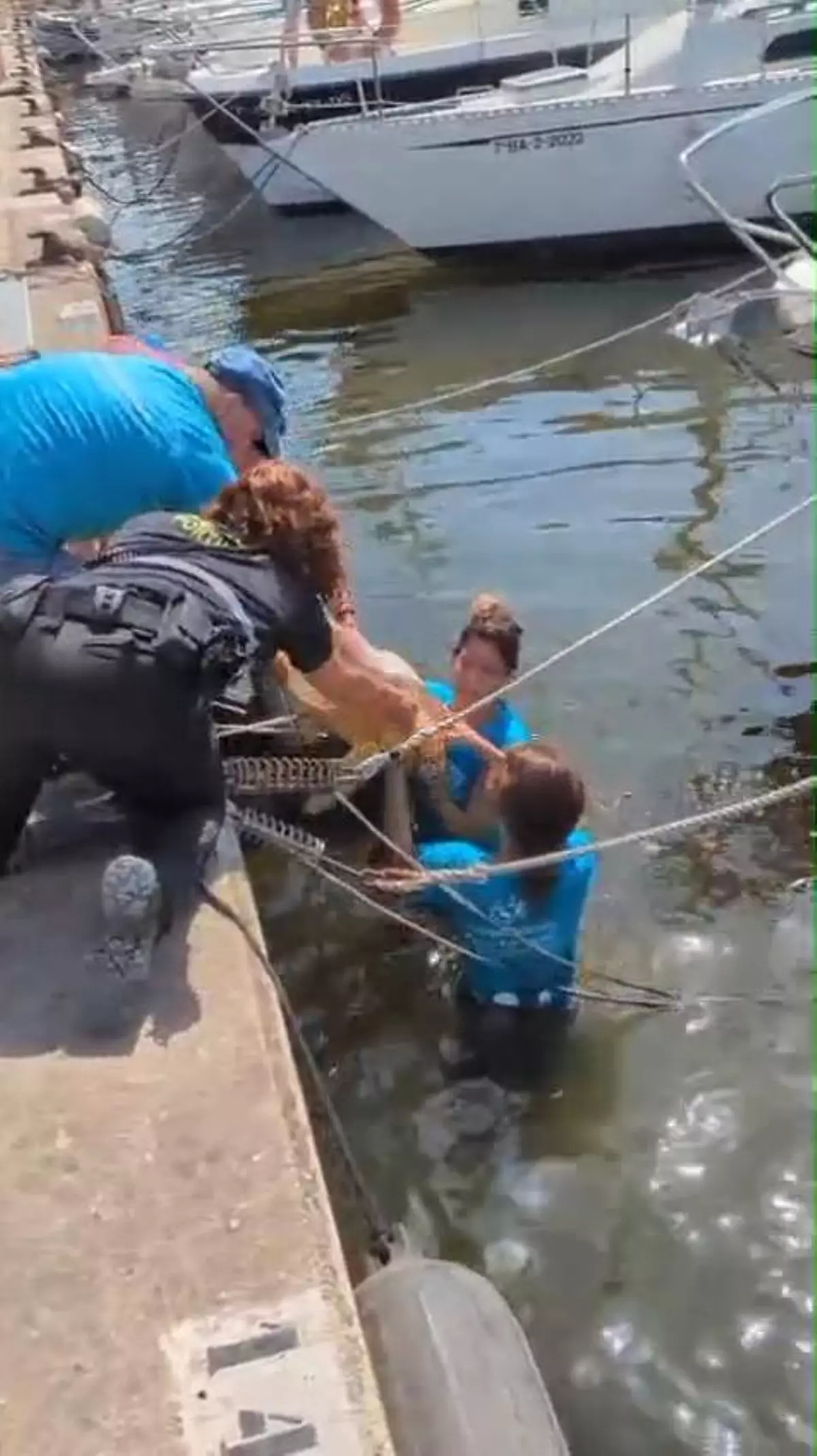 Rescatan a una tortuga marina en el puerto de Palma