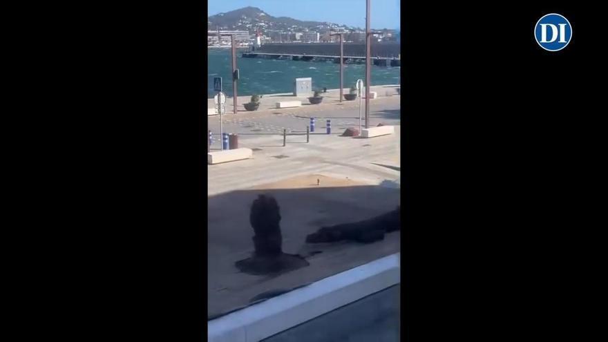 Vídeo: El viento derrumba una palmera en el puerto de Ibiza