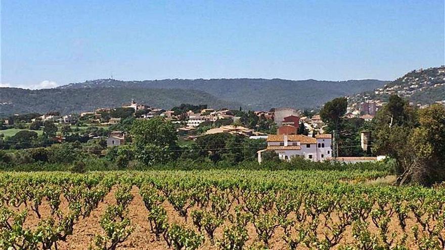 Les vinyes es converteixen també en un atractiu turístic.