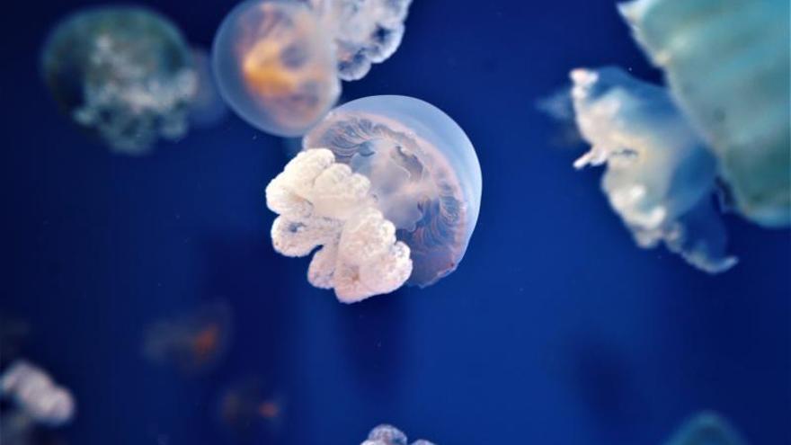 Tornen els cursos de l’Oceanogràfic