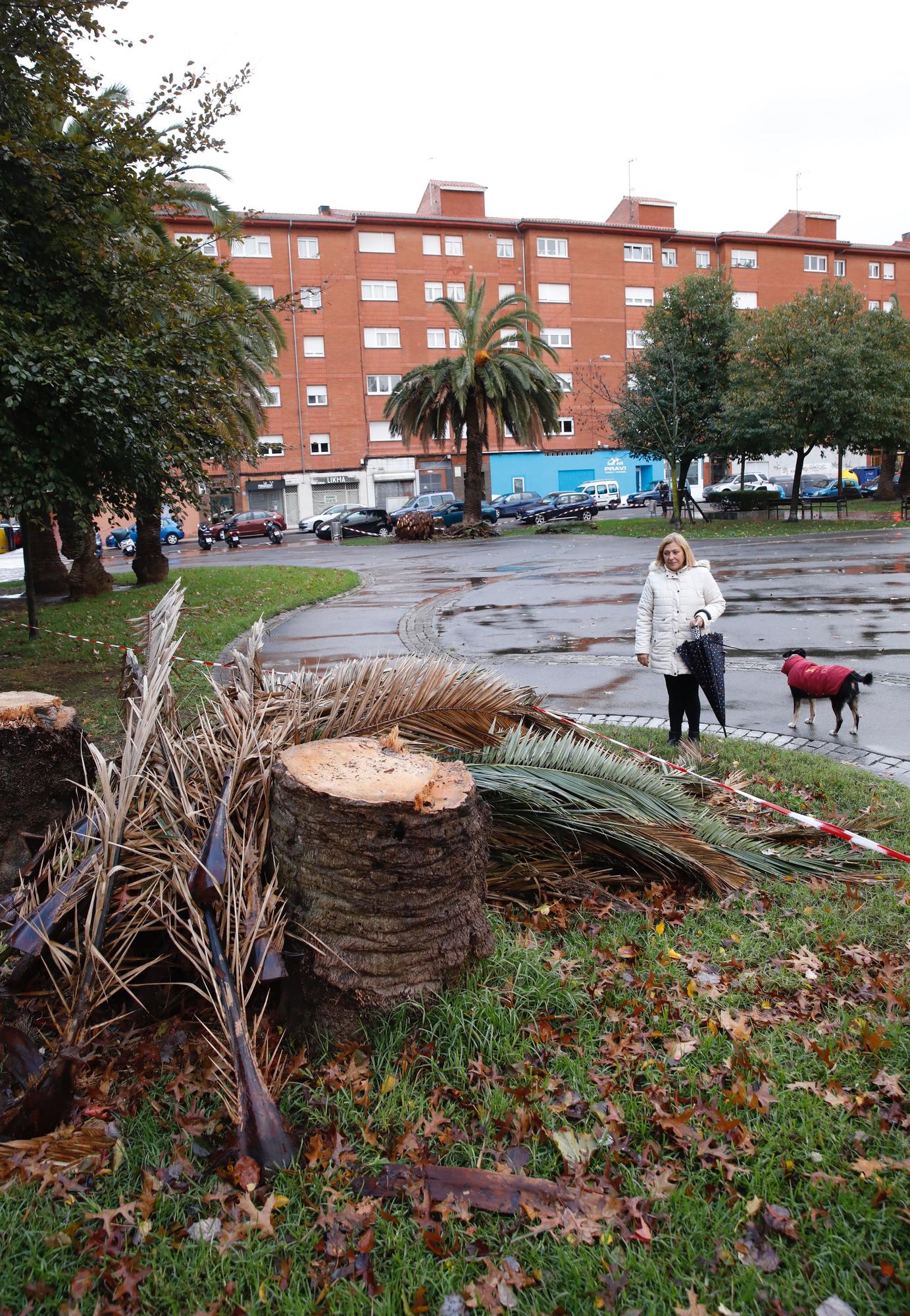 El parque de Las Palmeras se queda sin los árboles que le dan nombre por una plaga