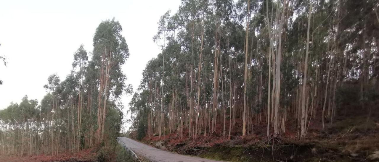 Una vista de una zona de monte en Aldán con plantaciones de eucaliptos. |   // SANTOS ÁLVAREZ