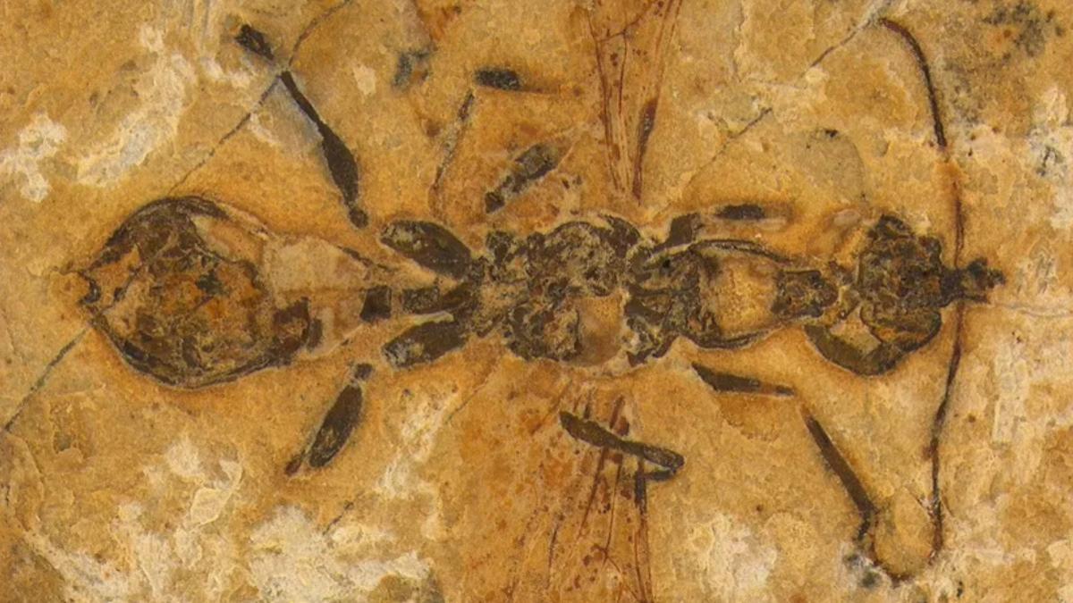 La nueva especie de hormiga del infierno se preservó encerrada en piedra caliza durante 113 millones de años.