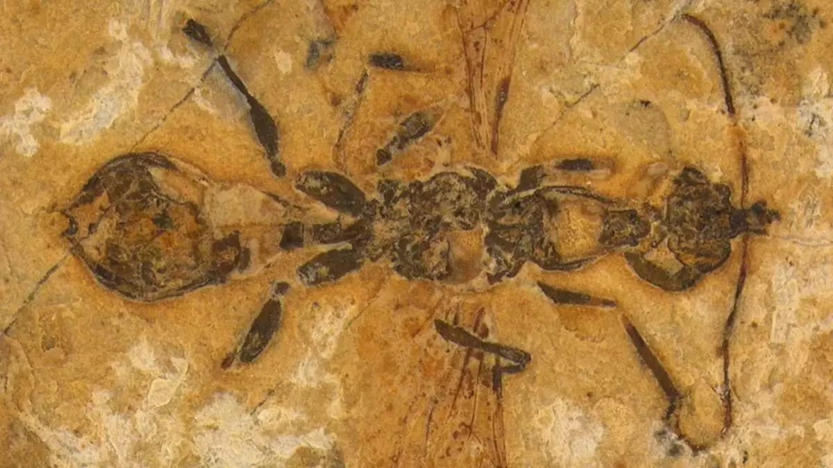 Descubren la hormiga más antigua: es un fósil de 113 millones de años