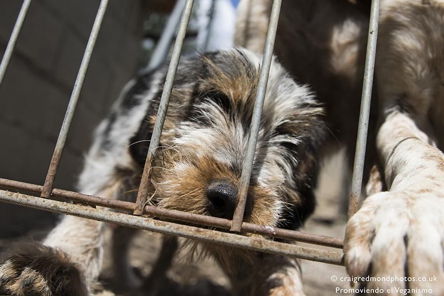 La asociación Promoviendo el Veganismo denuncia casos de maltrato a perros de caza en el Pirineo