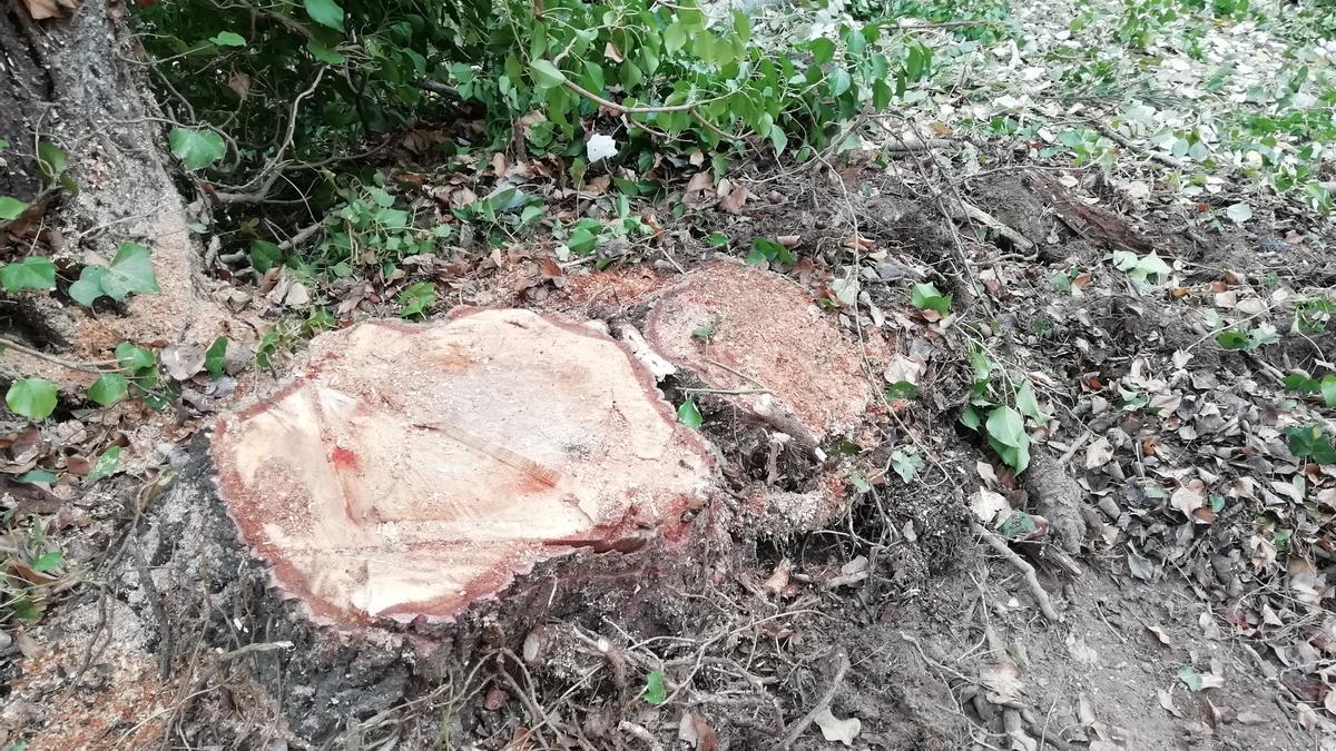 Árboles talados en el cauce de la acequia de Las Abdulas, en Zaragoza, cerca del parque José Antonio Labordeta.