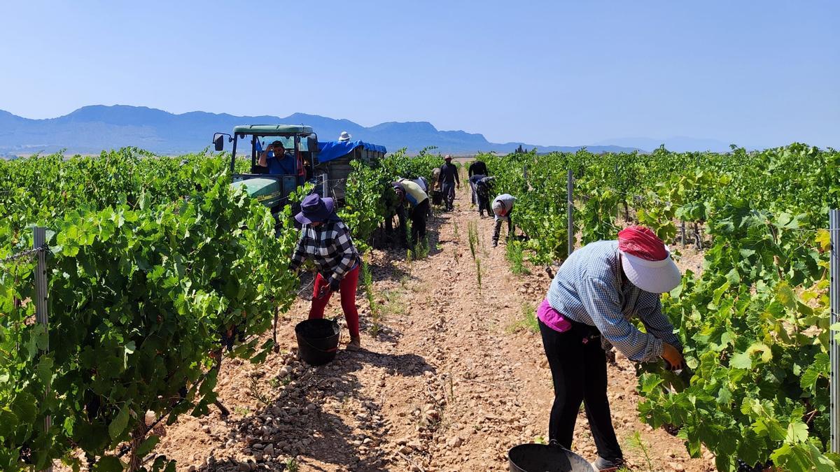 Las bodegas comienzan a vendimiar variedades tempranas como la Syrah