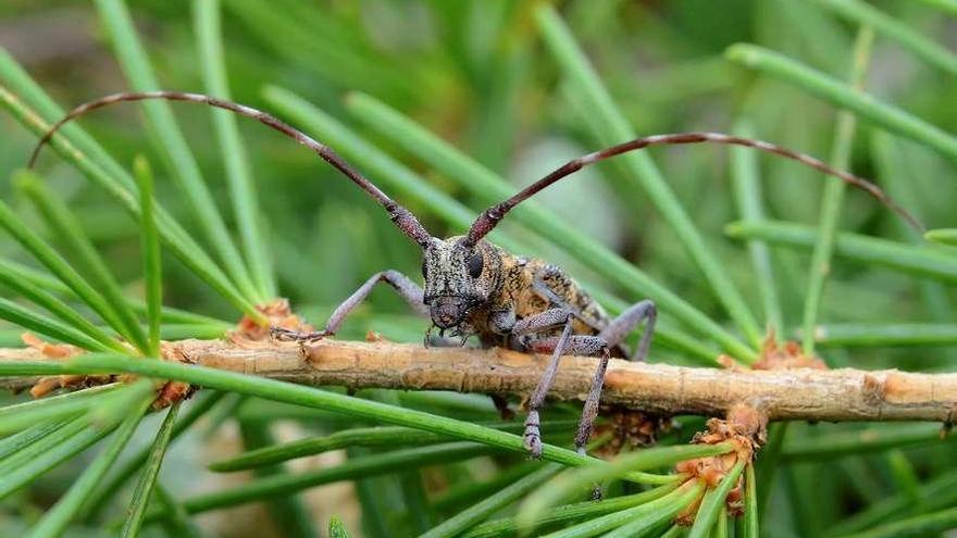 Escarabajo que transporta al gusano de árbol en árbol.