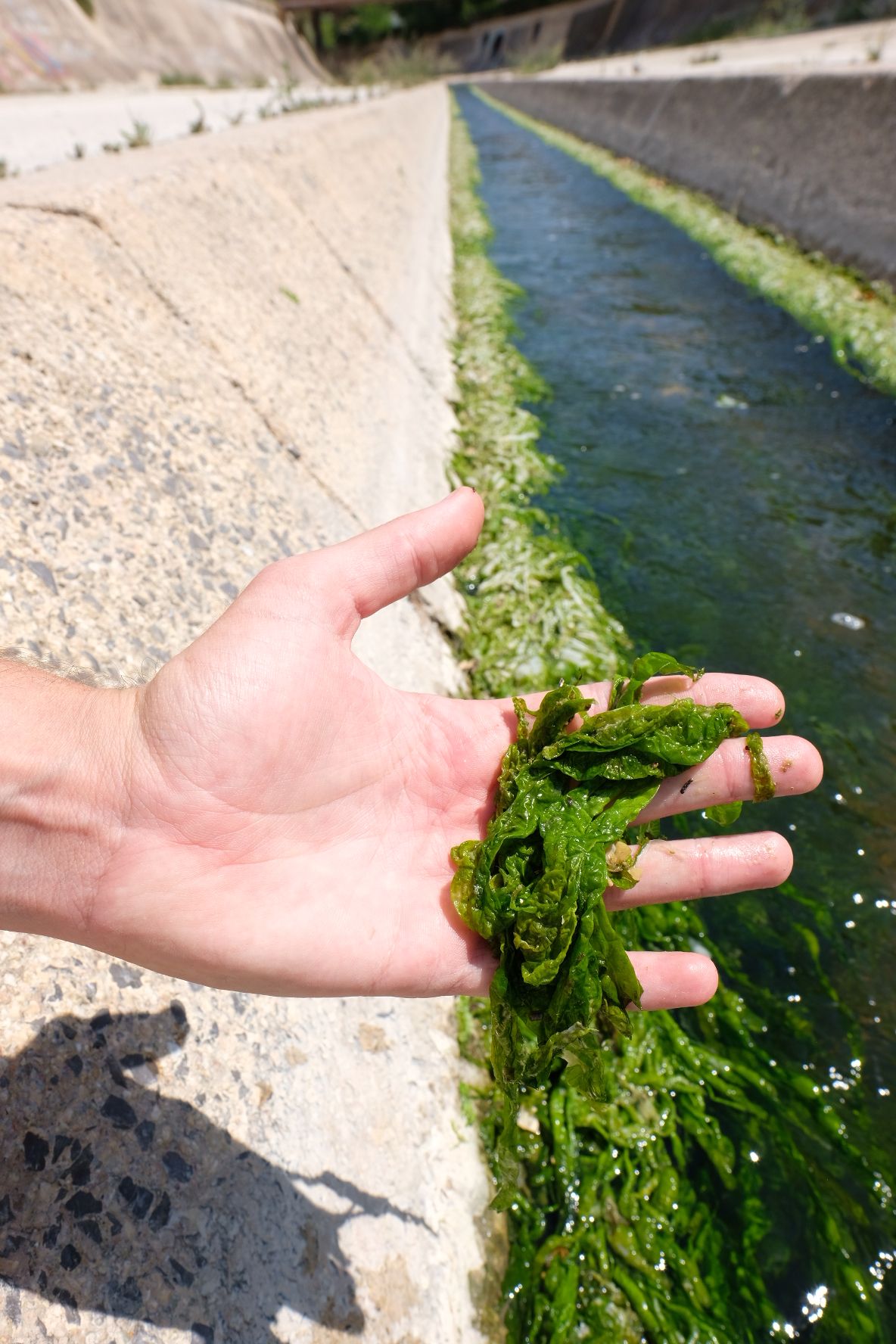 Así es el alga verde asociada a los vertidos fecales que inunda el Vinalopó