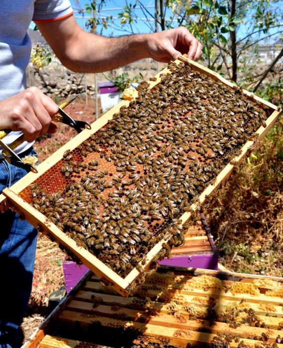 07/06/2018 EL CARACOL, TELDE. Colmenas de abejas ...