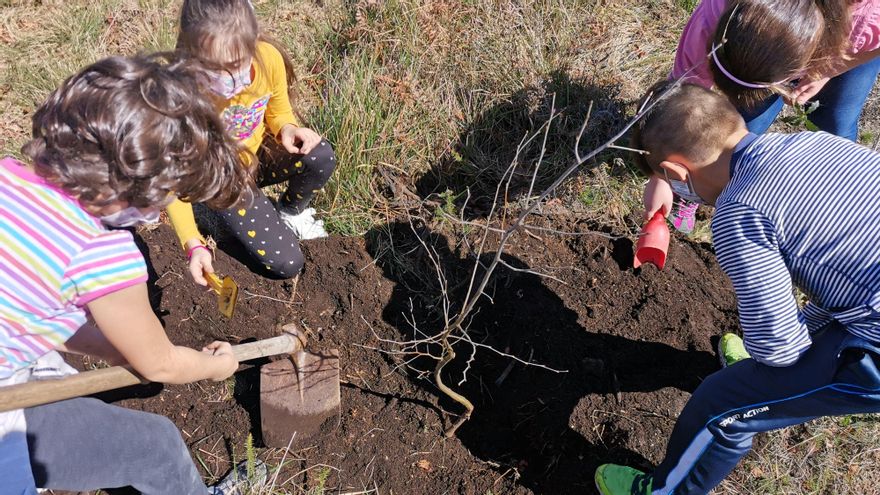 Los escolares realizan una plantación en una zona afectada por los incendios. / FdV