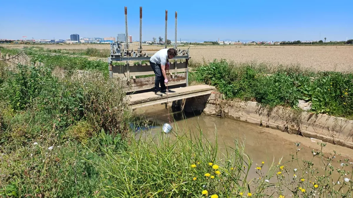 Casi un 5 % de los análisis realizados en l’Albufera muestran restos tóxicos arrastrados por la dana