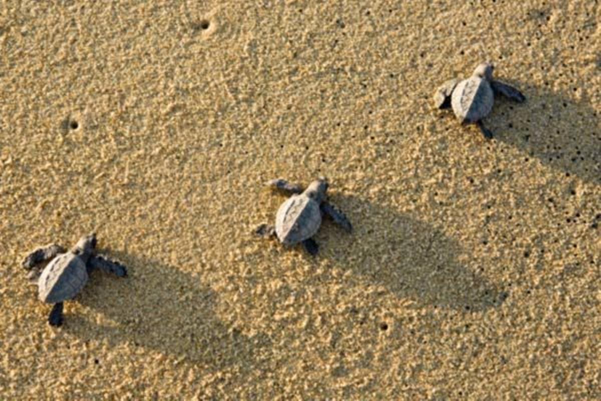 Asistir al desove de las tortugas de mar