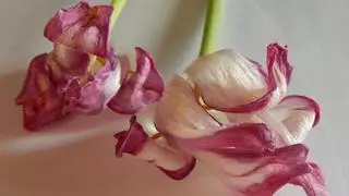 Cuidar orquídeas en casa: cómo revivirlas si se marchitan