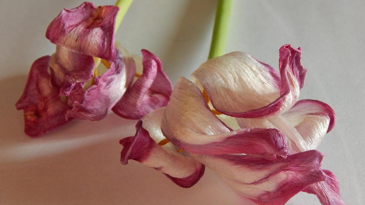 Unas orquídeas marchitas, que se están echando a perder.
