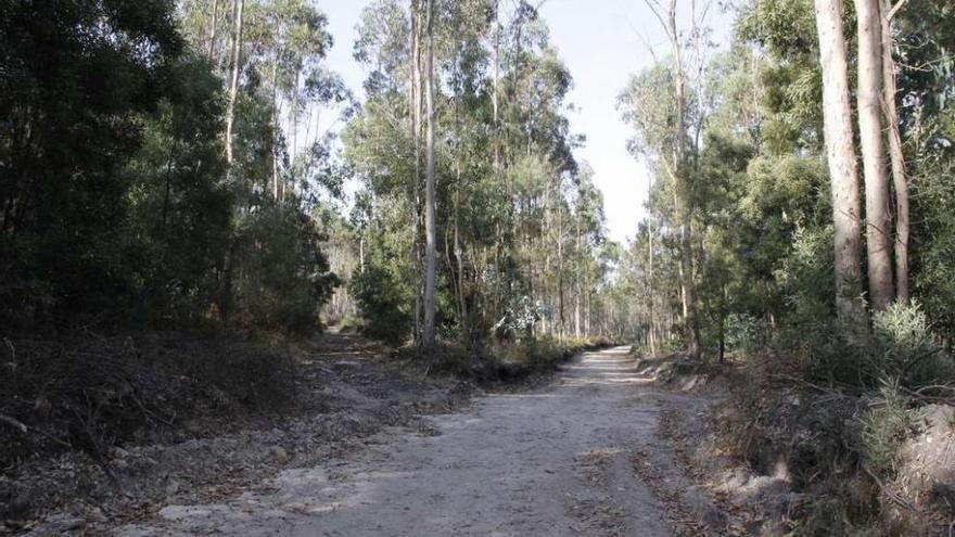 Pista forestal en la que dos ciclistas encontraron este vehículo con un cadáver en su interior. // S. Álvarez