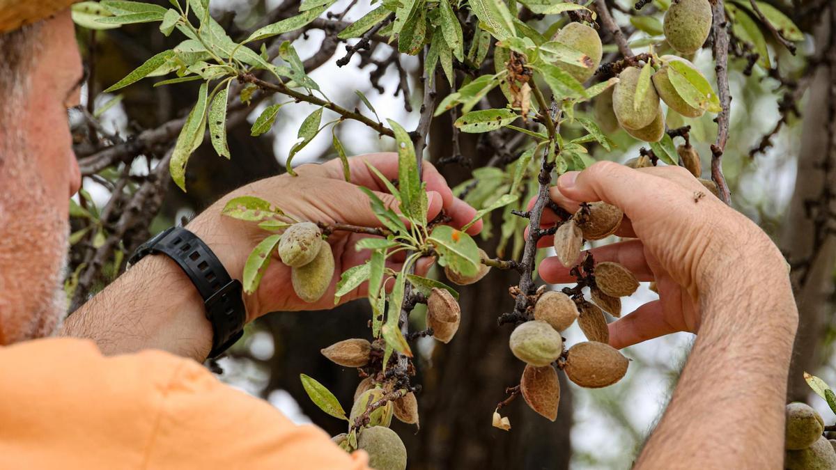 Almendras con la maduración acelerada a causa del calor.