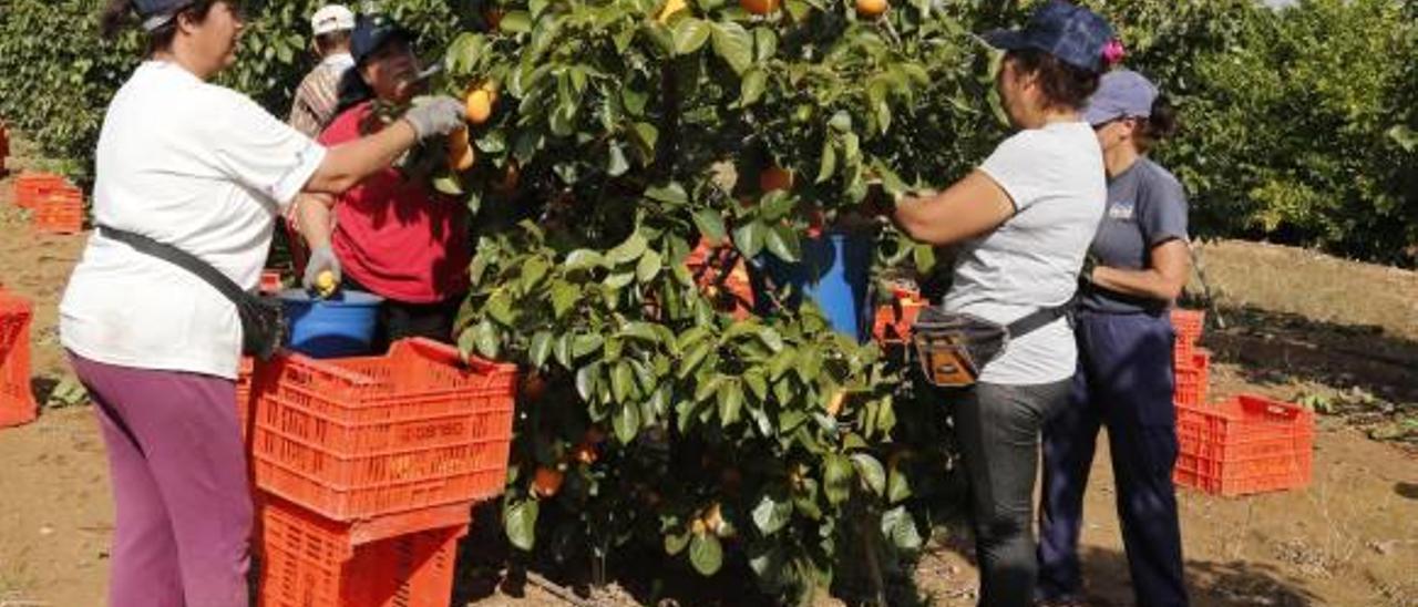 La afiliación a la SS en la C. Valenciana se desploma a niveles de 2008