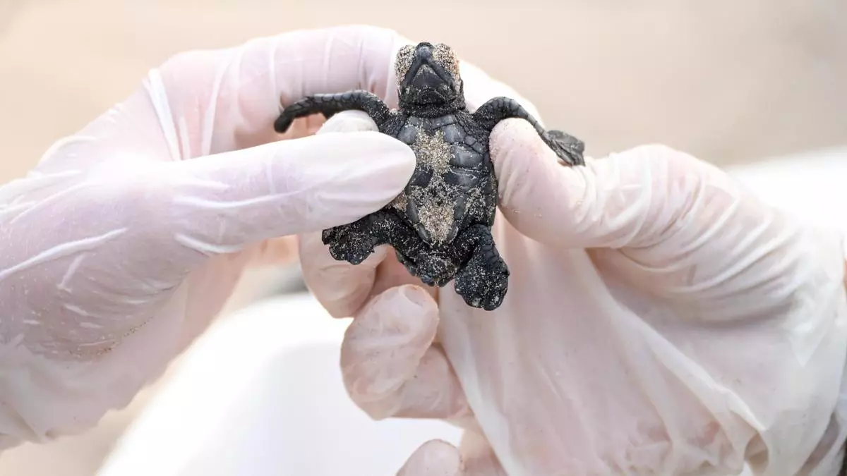 Máxima expectación en Elche ante el primer viaje de las tortugas de Arenales del Sol