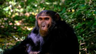 Los chimpancés también pueden hablar