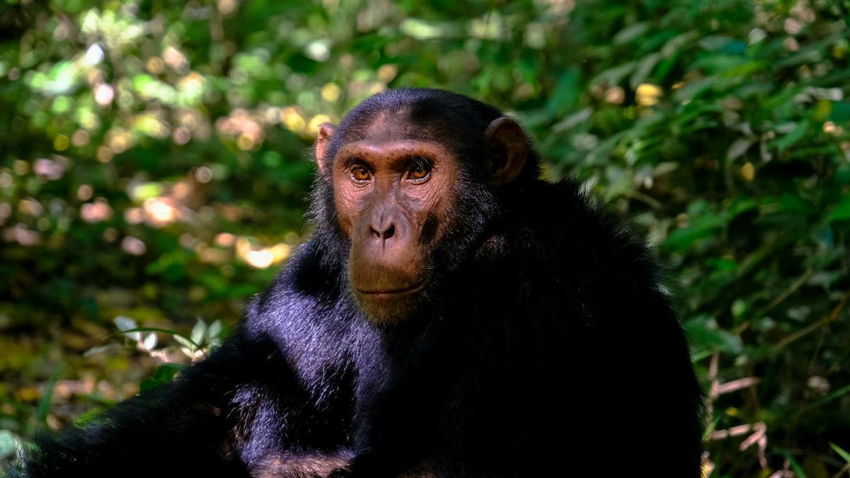 Los chimpancés tendrían las estructuras neuronales que se requieren para el habla, según un nuevo estudio.