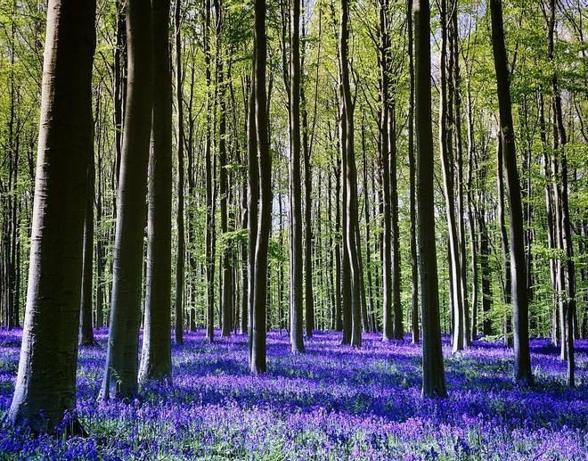 Bosque de Hallerbos, Bélgica