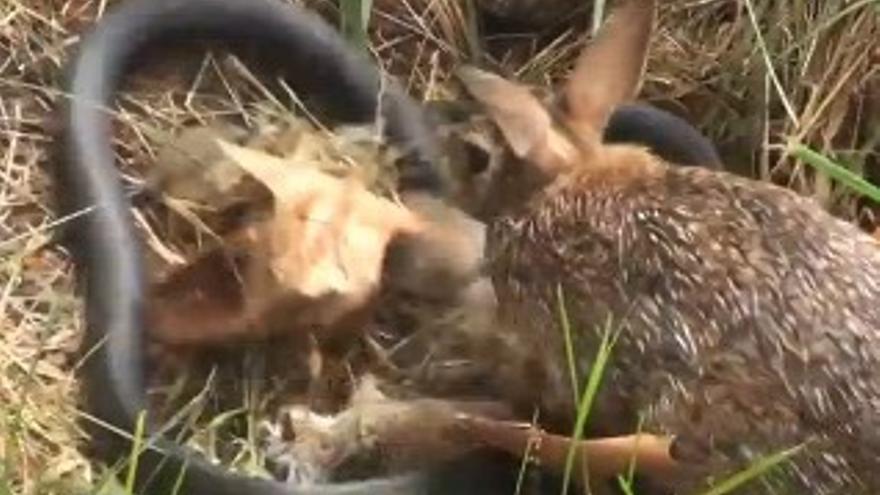 La lucha de un conejo contra una serpiente