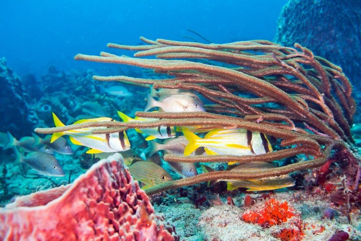Arrecife de coral