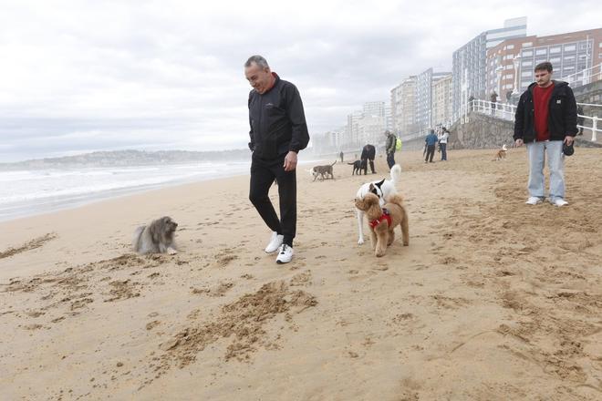 El horario para perros en verano en la playa de San Lorenzo en Gijón: los dueños de los canes prometen "no molestar" (en imágenes)