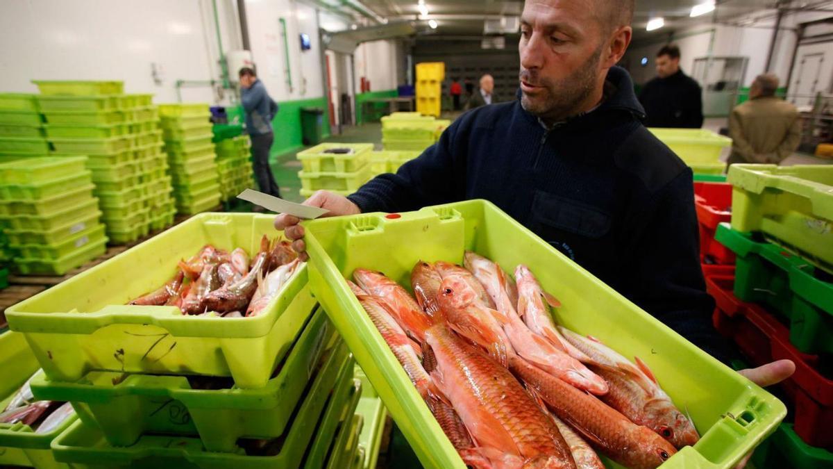 Un comercializador de pescado revisa cajas con salmonetes.