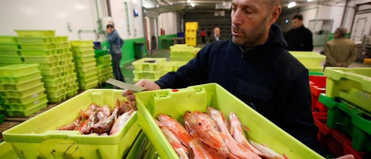Un comercializador de pescado revisa cajas con salmonetes.