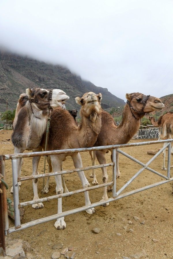 Camellos que este año se han quedado sin cabalgatas