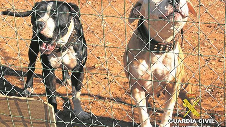 Investigan al dueño de 2 pitbull que se escaparon y mataron a 4 perros