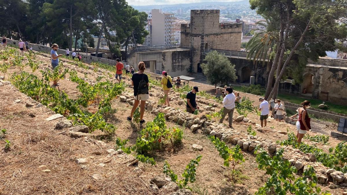 Els bancals de ceps del castell de Dénia