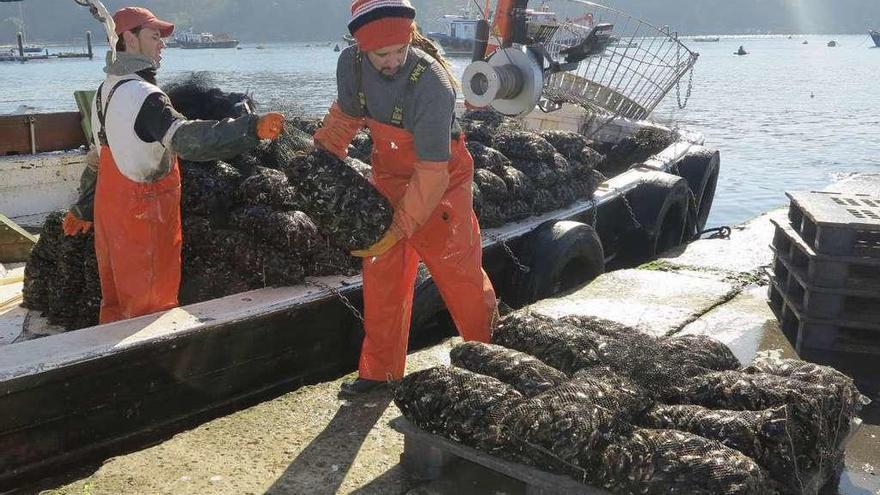 Descargas de mejillón en Porto Meloxo (O Grove), hace dos semanas. // Muñiz