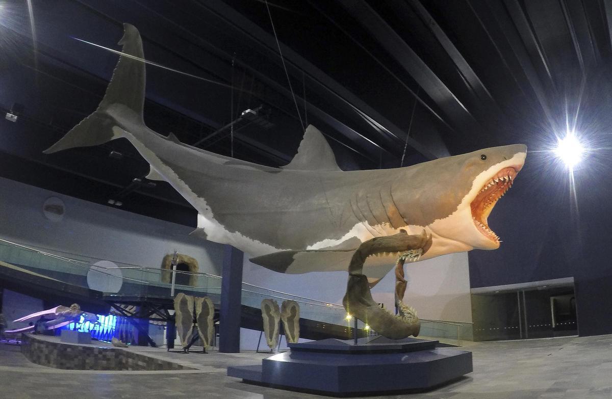 Representación artística de tiburón Megalodon de 16 metros de longitud en el Museo de la Evolución, Puebla, México.